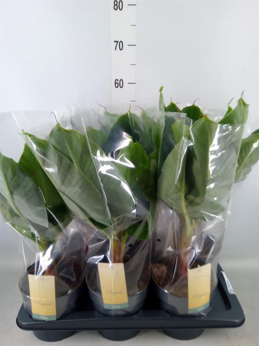 <h4>Musa  'Tropicana'</h4>
