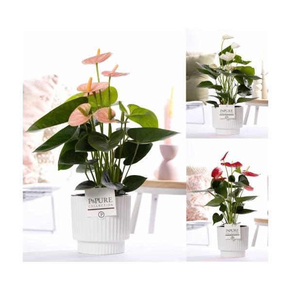 <h4>Anthurium mix in P&PURE Ivy ceramics shiny white</h4>