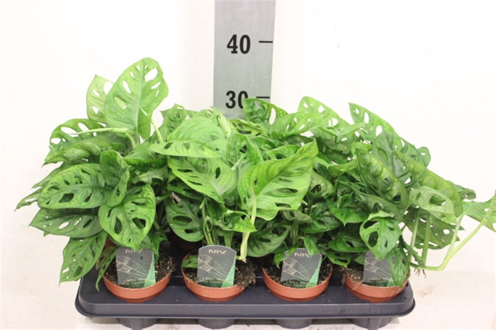 <h4>Monstera obliqua ('Leichtlinii')</h4>