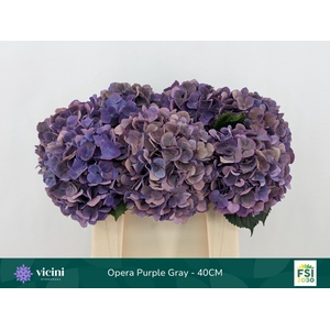 Hydrangea  'Royal Opera'   CL