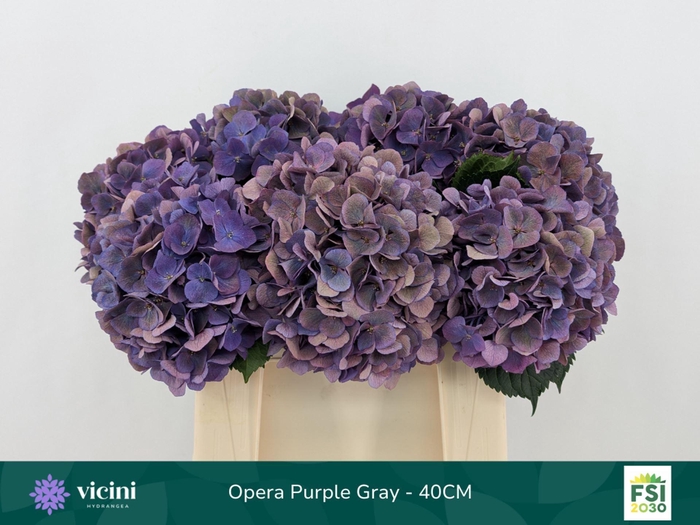 <h4>Hydrangea  'Royal Opera'   CL</h4>