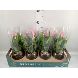 Anthurium andr. 'Lilli'