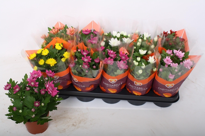 <h4>CHRYS GEVULDBL GEM</h4>