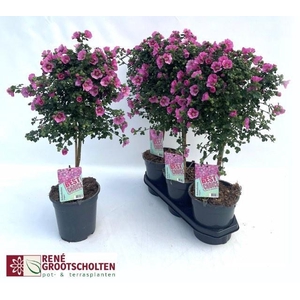 ANIS CAP EL PRINCESS