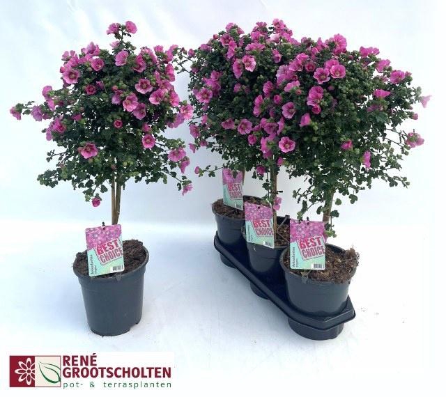 <h4>ANIS CAP EL PRINCESS</h4>