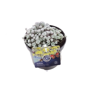 Sedum spath. Cape Blanco