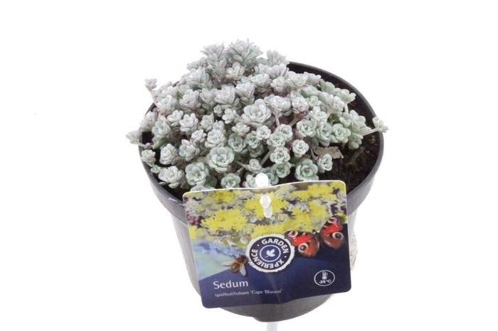 <h4>Sedum spath. Cape Blanco</h4>