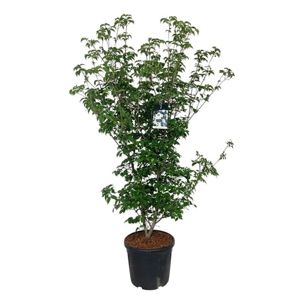 <h4>Cornus kousa 'Wieting's Select'</h4>