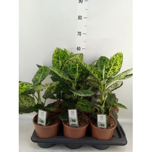 Dieffenbachia  'Reflector'