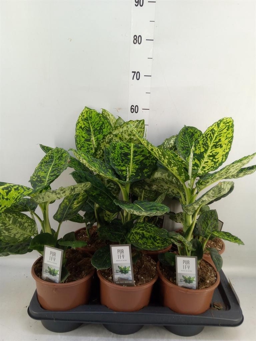 <h4>Dieffenbachia  'Reflector'</h4>