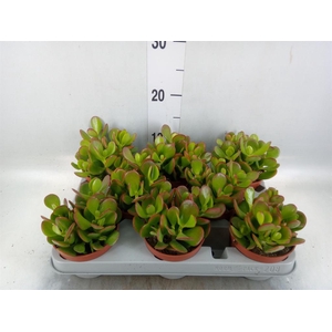 Crassula ovata 'Sunset'