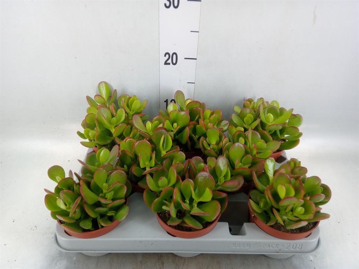 <h4>Crassula ovata 'Sunset'</h4>