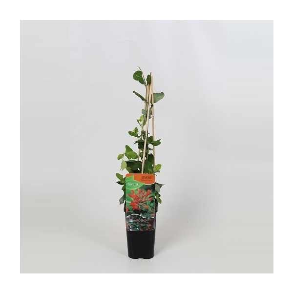 <h4>Lonicera brownii Dropmore Scarlet</h4>