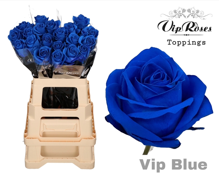 <h4>R GR VIP BLUE 65CM x40</h4>