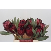 Protea Barbigera Ruby Princess