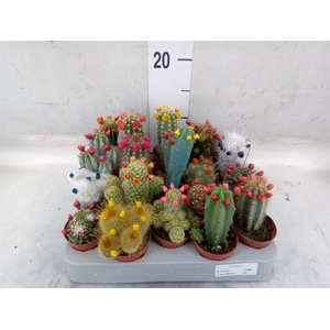 Cactus   ...decorated