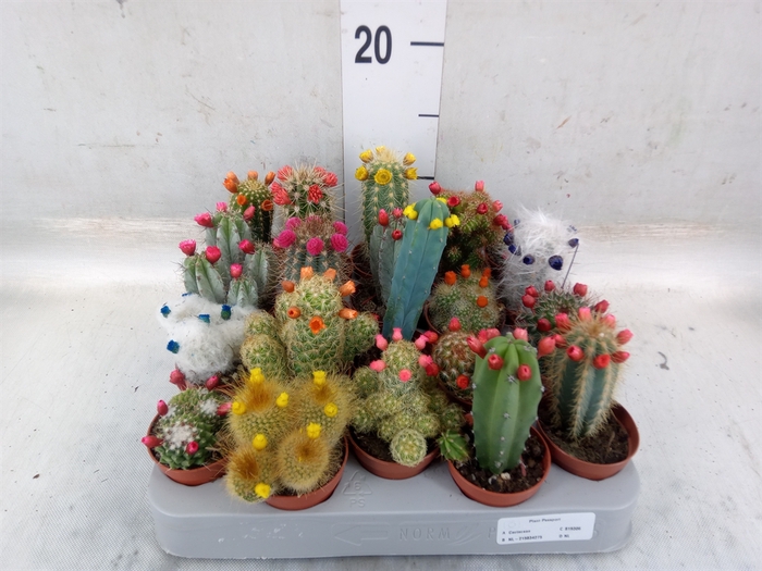 <h4>Cactus   ...decorated</h4>