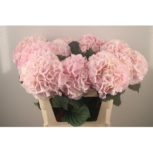 Hydr M My Beau Pinktouch