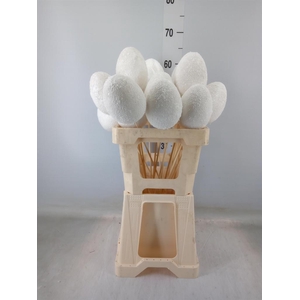 Decoratieve materialen   ...H%