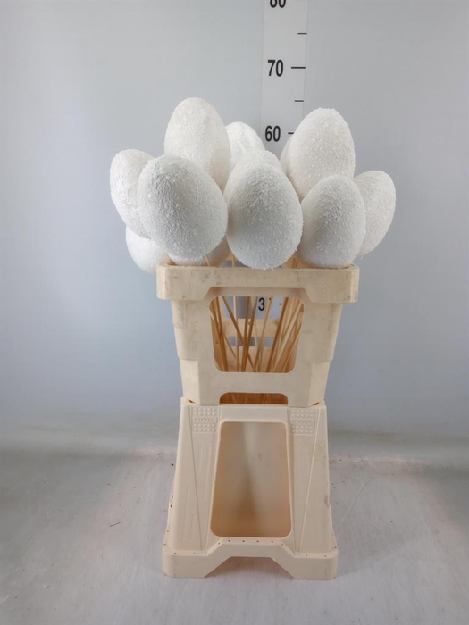 <h4>Decoratieve materialen   ...H%</h4>