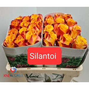 R GR SILANTOI@
