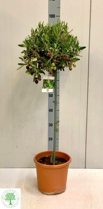 <h4>OLEA EUROPAEA</h4>