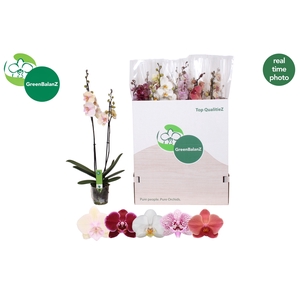 PHAL GEM