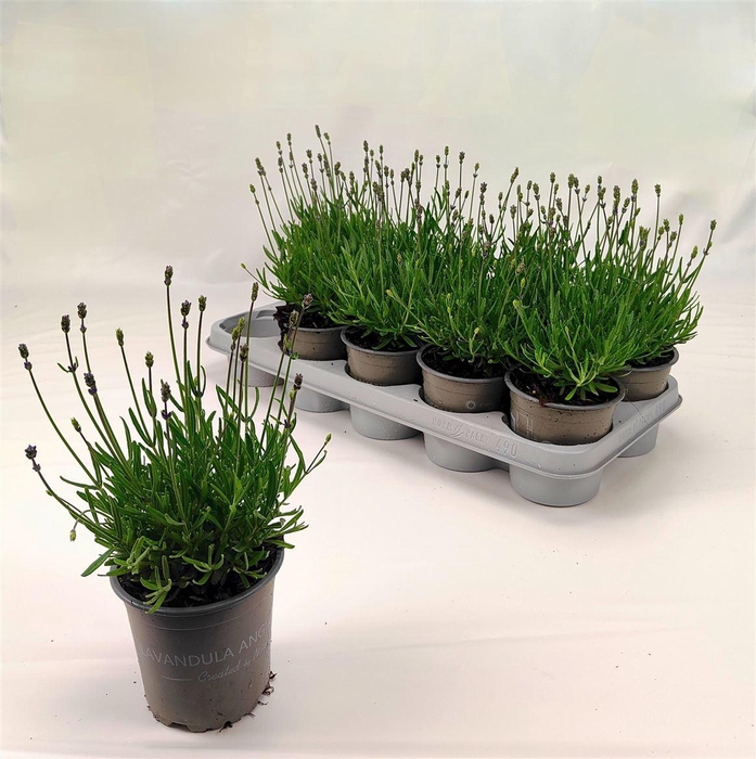 Lavan An Essence Pur