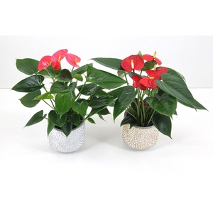 Anthurium Flamingomix 9cm met keramieken potje