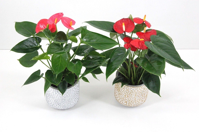 <h4>Anthurium Flamingomix 9cm met keramieken potje</h4>