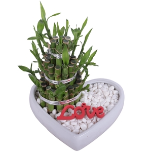 Lucky Bamboo Shape Round 3S in Ceramic Heartshape pot Ø18cm