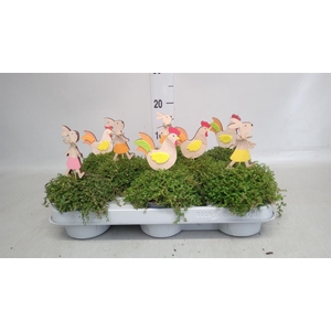 Soleirolia soleirolii   ...green