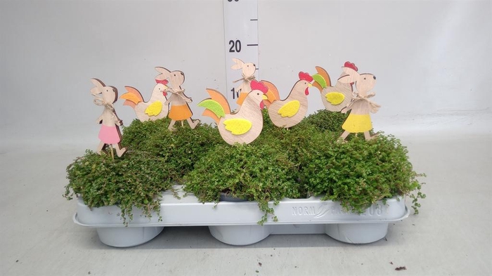 <h4>Soleirolia soleirolii   ...green</h4>