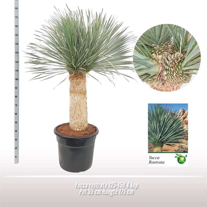 <h4>Yucca rostrata 4 kop</h4>