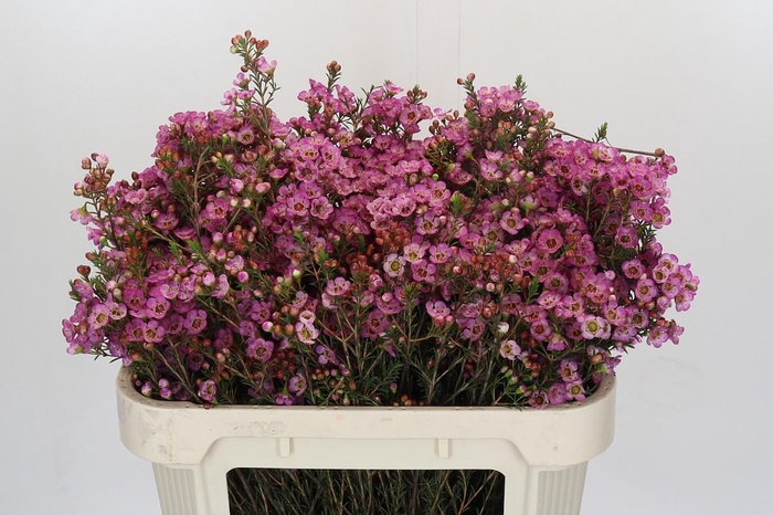 <h4>Chamelaucium Adi</h4>