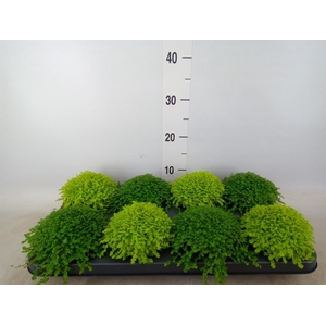 Soleirolia soleirolii   ...mix 2