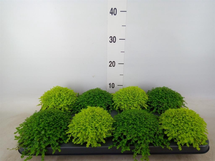 <h4>Soleirolia soleirolii   ...mix 2</h4>