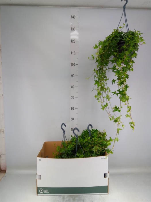 <h4>Hedera helix 'Jacobine'</h4>