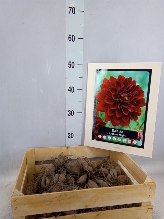 <h4>Dahlia   ...flowerbulbs</h4>