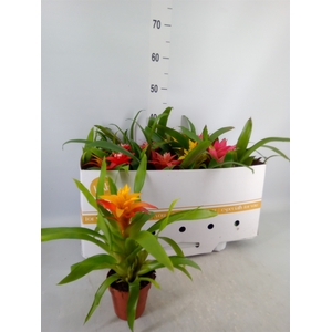 Guzmania   ...mix