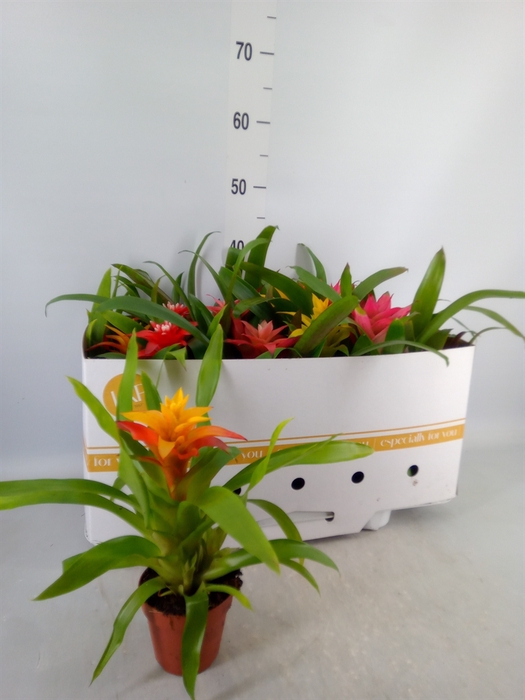 <h4>Guzmania   ...mix</h4>