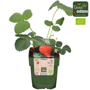 Fragaria x ananassa 'Ostara' Bio P13