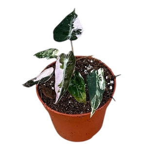Alocasia Overig Bambino Variegata