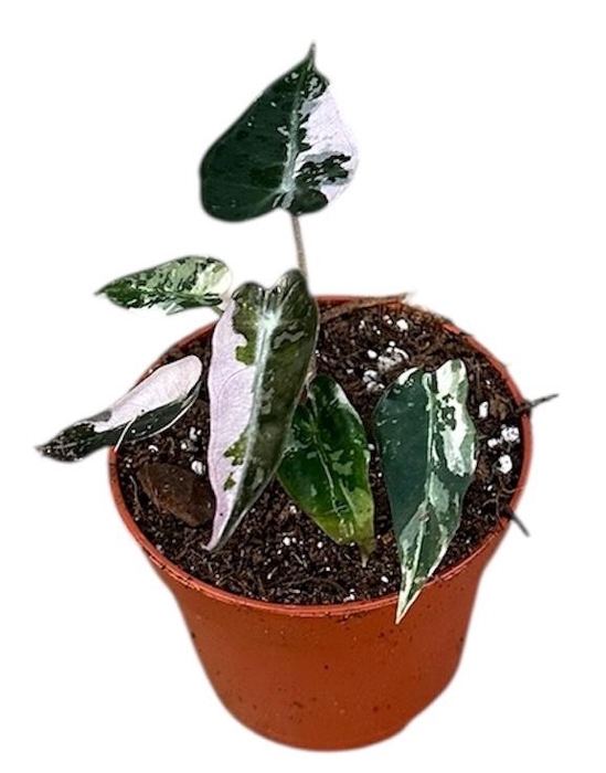 <h4>Alocasia Overig Bambino Variegata</h4>