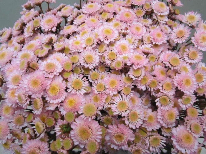 <h4>Chr T Stallion Sweet Rose</h4>