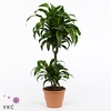 Dracaena 'dorado'