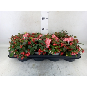 Gaultheria proc. 'Big Berry'