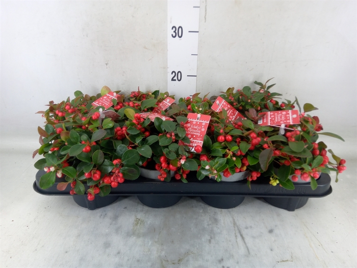 <h4>Gaultheria proc. 'Big Berry'</h4>