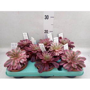 Aeonium   ...
