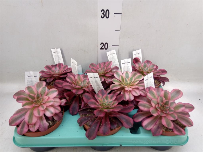 <h4>Aeonium ...</h4>